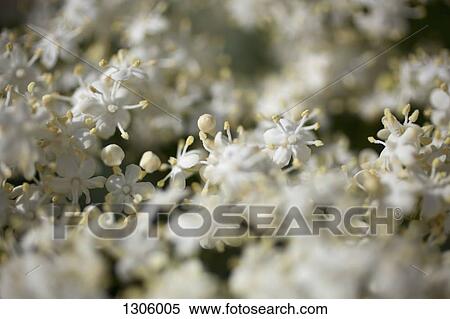 Stock Photography - Close -up of white flower. Fotosearch