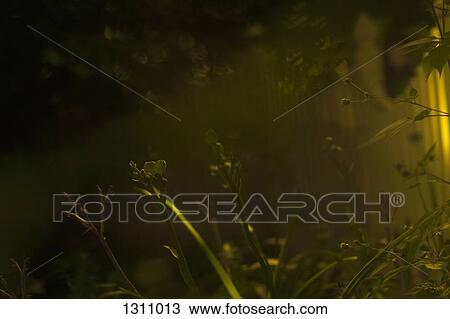 Stock Image - Close-up of wild plant. Fotosearch