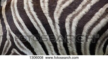 Close-up of zebra View Large Photo Image Stock Photo - Close-up of zebra. Fotosearch