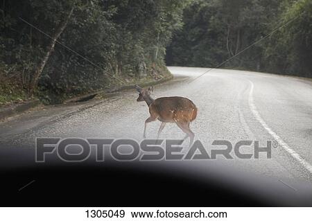 Deer crossing road View Large Photo Image Stock Photo - Deer crossing road. Fotosearch