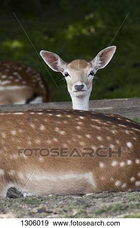 Deer resting in forest View Large Photo Image Stock Photo - Deer resting in forest. Fotosearch