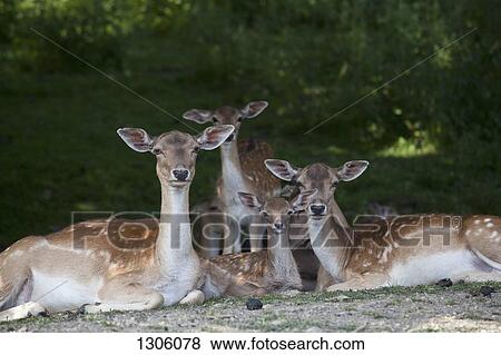Stock Photo - Deer resting in forest. Fotosearch