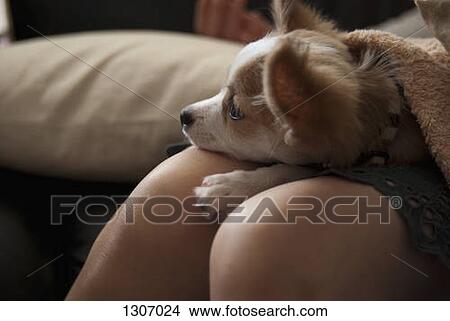 Dog lying on woman's lap, close-up View Large Photo Image Picture - Dog lying on woman's lap, close-up. Fotosearch