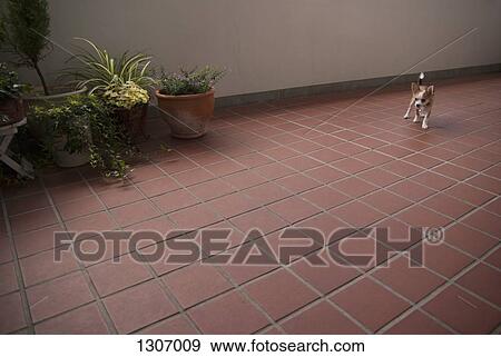 Dog standing on floor View Large Photo Image Stock Photo - Dog standing on floor. Fotosearch