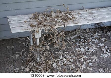 Dry leaves and branches on bench View Large Photo Image Stock Photo - Dry leaves and branches on bench. Fotosearch