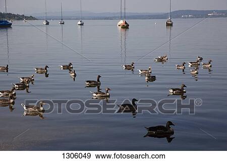 Ducks floating on water View Large Photo Image Stock Photo - Ducks floating on water. Fotosearch