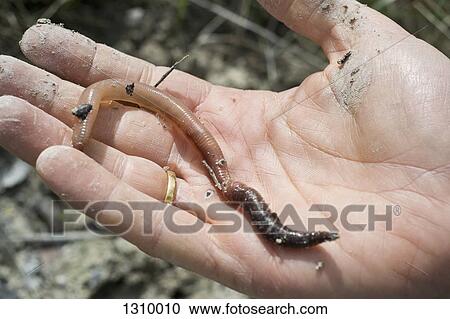 Stock Image - Earthworm on human hand, close-up. Fotosearch