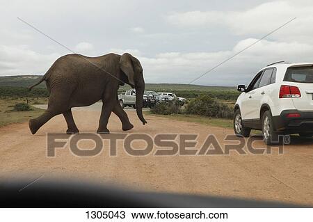 Stock Image - Elephant crossing road, Addo Elephant National Park, South Africa. Fotosearch