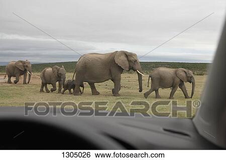 Elephant walking with calf on grass, Addo Elephant National Park, South Africa View Large Photo Image Stock Photograph - Elephant walking with calf on grass, Addo Elephant National Park, South Africa. Fotosearch