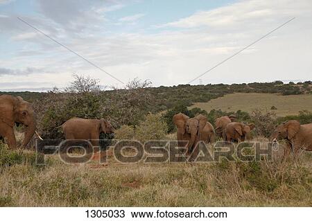 Elephants walking on grass View Large Photo Image Stock Image - Elephants walking on grass. Fotosearch