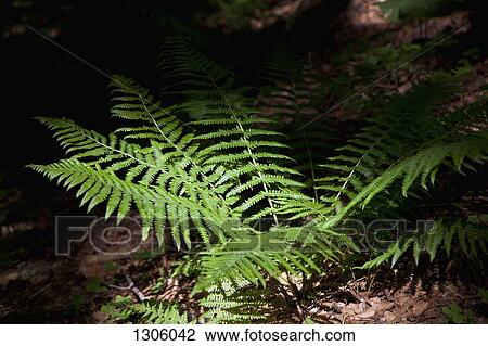 Stock Image - Ferns in forest. Fotosearch