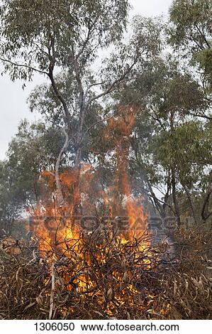 Fire in forest View Large Photo Image Stock Image - Fire in forest. Fotosearch