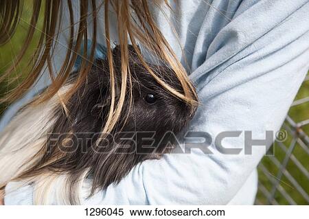 Stock Photography - Girl holding guinea pig, close-up. Fotosearch
