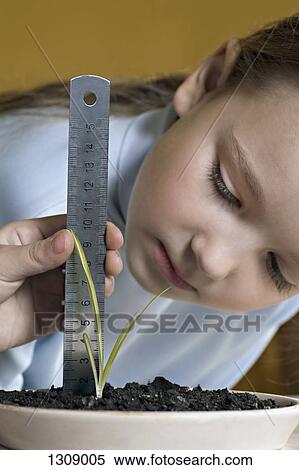 Girl measuring height of seedling View Large Photo Image Stock Photography - Girl measuring height of seedling. Fotosearch