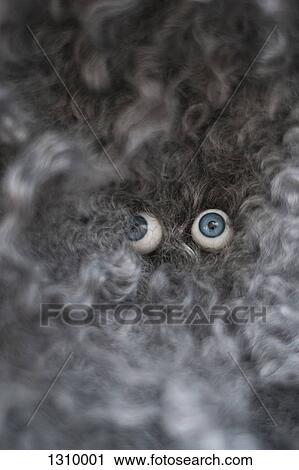 Glass eyes on stuffed toy View Large Photo Image Stock Image - Glass eyes on stuffed toy. Fotosearch