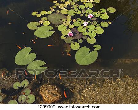 Goldfish and water lily in pond View Large Photo Image Stock Photo - Goldfish and water lily in pond. Fotosearch