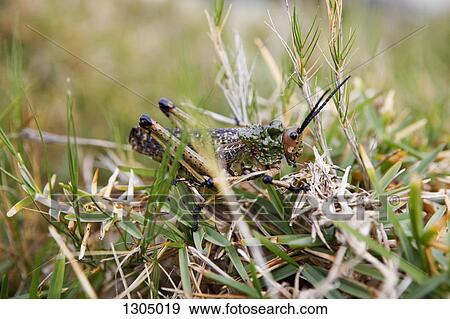 Stock Photo - Grasshopper on grass, close-up. Fotosearch