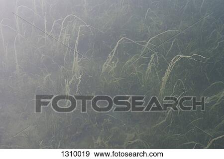 Stock Photo - Green grass in meadow. Fotosearch