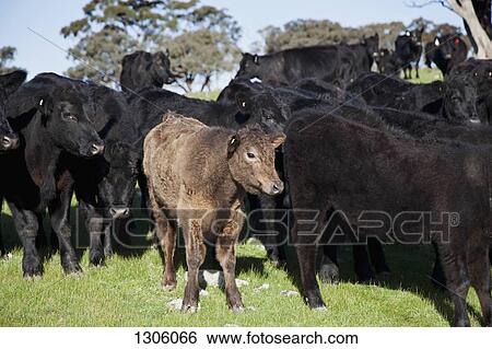 Stock Photograph - Group of cows standing on grass. Fotosearch