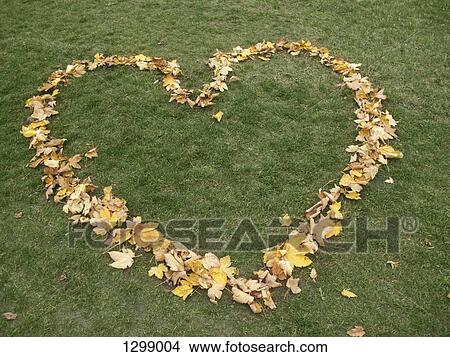 Heart shape made from autumn leaves on grass View Large Photo Image Picture - Heart shape made from autumn leaves on grass. Fotosearch