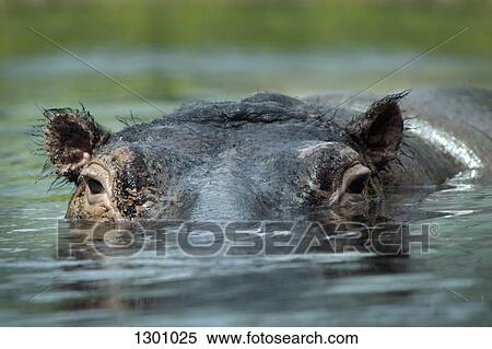 Hippopotamus swimming in water, close-up View Large Photo Image Stock Photography - Hippopotamus swimming in water, close-up. Fotosearch