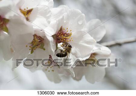 Honey bee on cherry blossom View Large Photo Image Stock Image - Honey bee on cherry blossom. Fotosearch