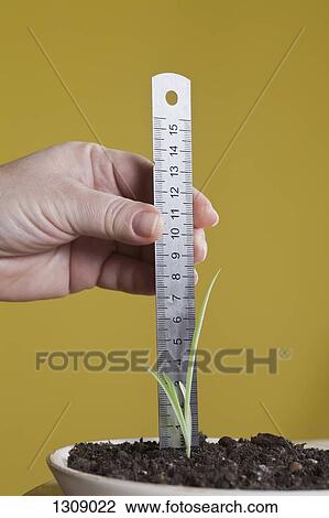 Human hand measuring plant View Large Photo Image Stock Image - Human hand measuring plant. Fotosearch