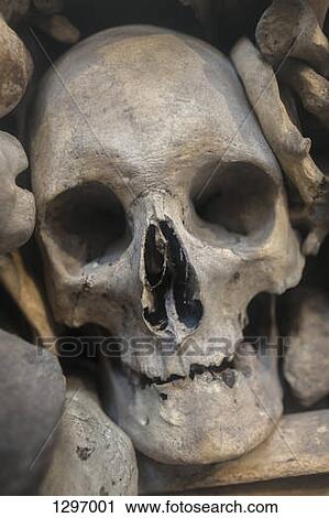 Human skull nestled amongst various bones, close-up View Large Photo Image Stock Image - Human skull nestled amongst various bones, close-up. Fotosearch