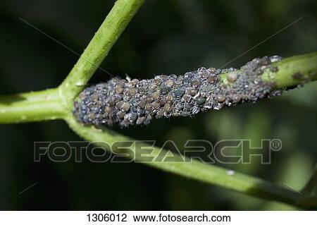 Stock Image - Insects on branch. Fotosearch