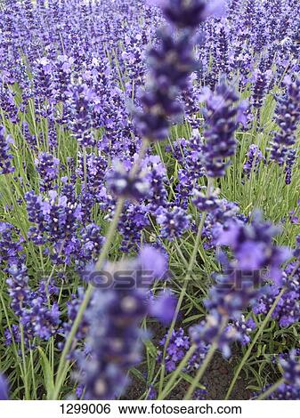 Stock Photograph - Lavender flowers in field, close-up. Fotosearch