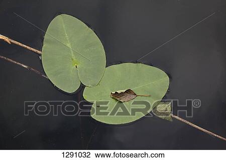 Leaves floating on water View Large Photo Image Stock Image - Leaves floating on water. Fotosearch