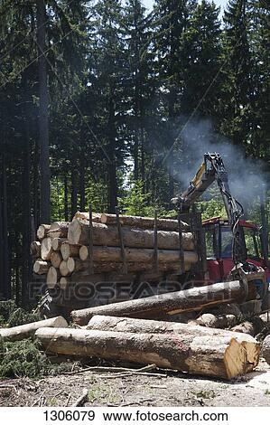 Logs loading in commercial land vehicle View Large Photo Image Stock Photo - Logs loading in commercial land vehicle. Fotosearch