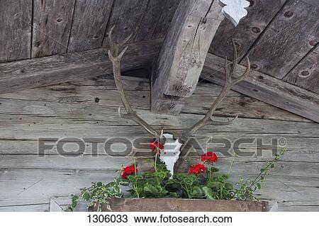 Low angle view of taxidermy View Large Photo Image Stock Image - Low angle view of taxidermy. Fotosearch