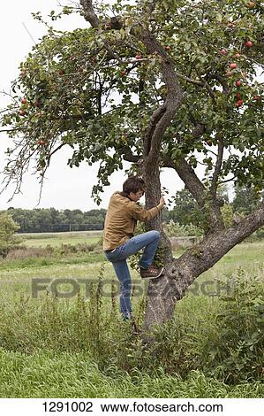 Man climbing on apple tree View Large Photo Image Stock Image - Man climbing on apple tree. Fotosearch