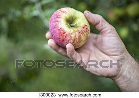 Stock Image - Man holding apple, close-up. Fotosearch