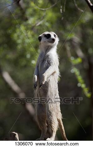 Stock Image - Meerkat looking away. Fotosearch