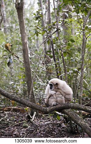 Monkey sitting on branch, Plettenberg Bay, South Africa View Large Photo Image Stock Photo - Monkey sitting on branch, Plettenberg Bay, South Africa. Fotosearch