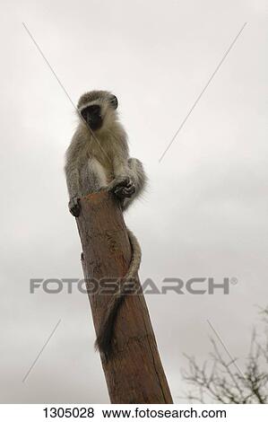 Monkey sitting on wooden post View Large Photo Image Stock Photo - Monkey sitting on wooden post. Fotosearch