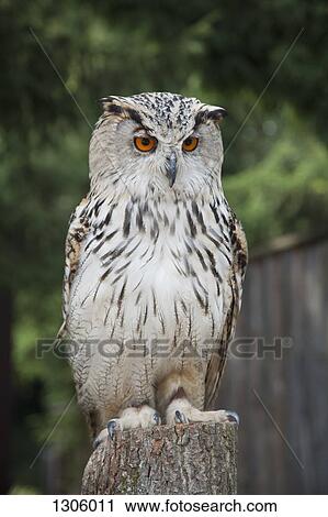 Owl perching on tree stump View Large Photo Image Stock Image - Owl perching on tree stump. Fotosearch