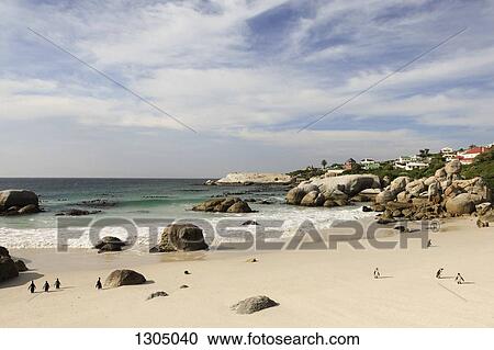 Penguins walking on beach, Simon's Town, South Africa View Large Photo Image Stock Image - Penguins walking on beach, Simon's Town, South Africa. Fotosearch