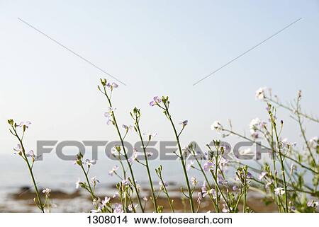Picture - Pink flowers on plant. Fotosearch