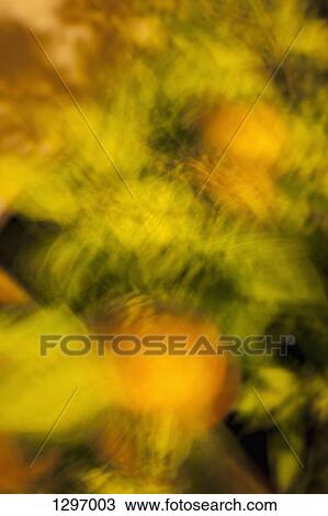 Plant leaves in motion, blurred motion View Large Photo Image Stock Image - Plant leaves in motion, blurred motion. Fotosearch