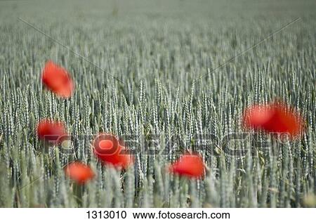Stock Image - Poppy flowers in green field, close-up. Fotosearch
