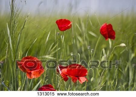 Poppy flowers in green field, close-up View Large Photo Image Stock Photography - Poppy flowers in green field, close-up. Fotosearch