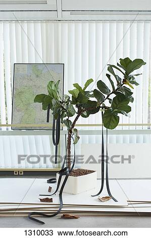 Potted plant with rubber straps hanging on it, map in background View Large Photo Image Stock Image - Potted plant with rubber straps hanging on it, map in background. Fotosearch