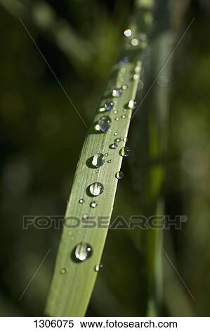 Stock Photography - Raindrops on blade of grass, close-up. Fotosearch