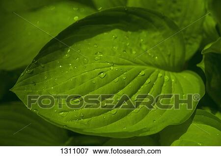 Stock Photo - Raindrops on green leaves, close-up. Fotosearch