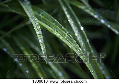 Raindrops on leaves View Large Photo Image Stock Photograph - Raindrops on leaves. Fotosearch