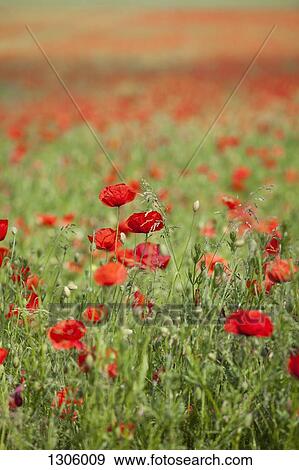 Red poppies blooming in meadow View Large Photo Image Stock Photo - Red poppies blooming in meadow. Fotosearch