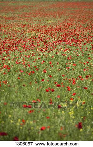 Red poppies blooming in meadow View Large Photo Image Stock Photo - Red poppies blooming in meadow. Fotosearch